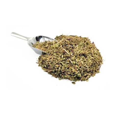 Oregano, Pflanze (Origanum Vulgare)