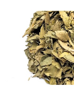 Orangenblätter (Citrus aurantium L.)