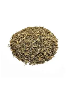 Dente di Leone, Pianta (Taraxacum officinale L.)