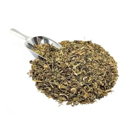 Dente di Leone, Pianta (Taraxacum officinale L.)
