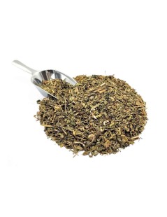 Dente de Leão, Planta (Taraxacum officinale L.)