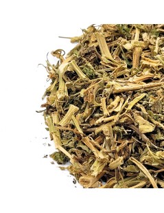 Thé du Mexique (Chenopodium ambrosioides L.)