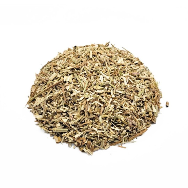 Chicória, Planta (Cichorium intybus)