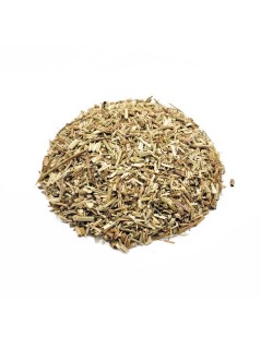 Achicoria planta (Cichorium intybus)