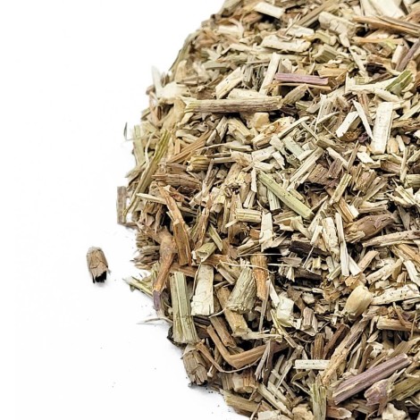 Chicória, Planta (Cichorium intybus)