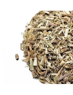 Chicory Herbal Tea (Cichorium intybus)