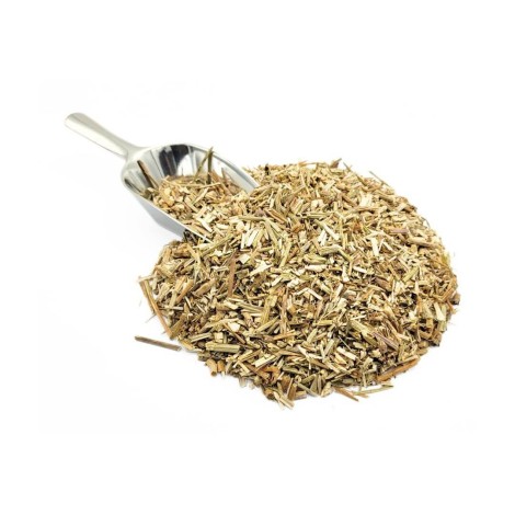 Tee von Zichorie (Cichorium intybus)