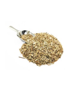 Chicory Herbal Tea (Cichorium intybus)