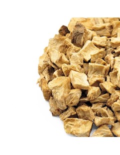 Chicória, Raiz (Cichorium intybus)