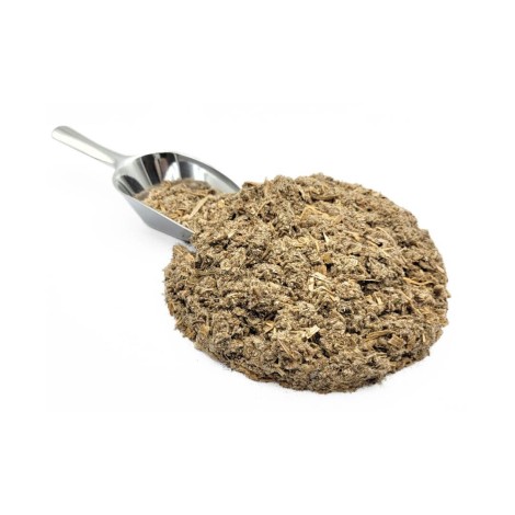 Artichaut, Plante (Cynara scolymus)