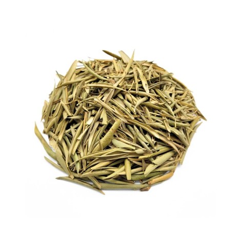 D'Olivier feuilles (Olea europaea)