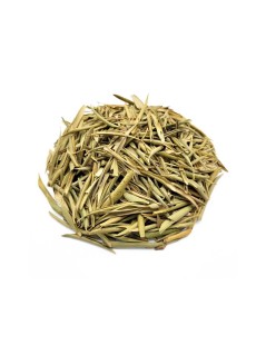 D'Olivier feuilles (Olea europaea)