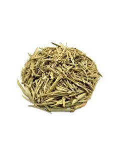 Olive Leaf Herbal Tea (Olea europaea)
