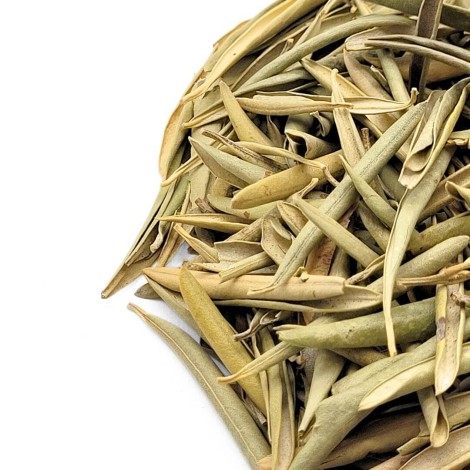 D'Olivier feuilles (Olea europaea)