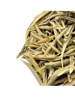 Olive Leaf Herbal Tea (Olea europaea)