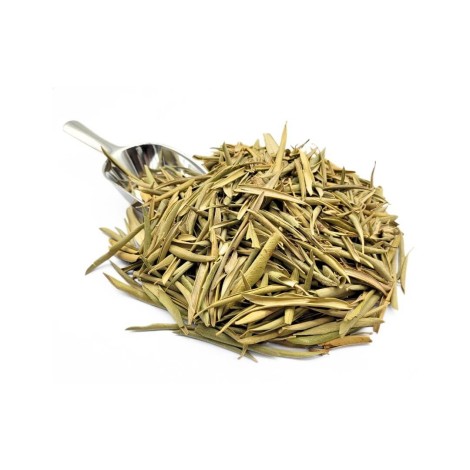 Olive Leaf Herbal Tea (Olea europaea)