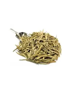 Olive Leaf Herbal Tea (Olea europaea)