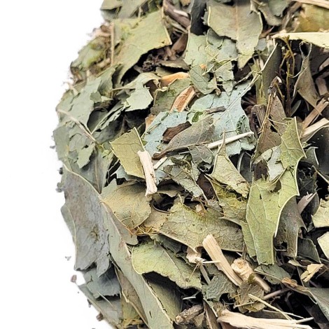 Té de Espinheira Santa