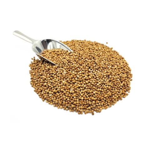 Semillas de Cilantro (Coriandrum sativum L.)