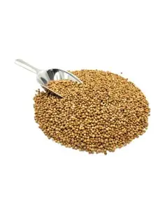 Coriandre, Graines (Coriandrum sativum L.)