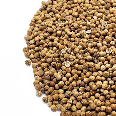 Semillas de Cilantro (Coriandrum sativum L.)