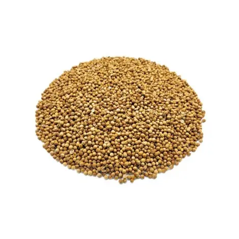 Coriandre, Graines (Coriandrum sativum L.)