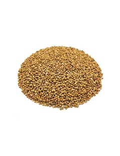 Coriander, Seeds (Coriandrum sativum L.)