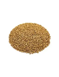 Coriandre, Graines (Coriandrum sativum L.)