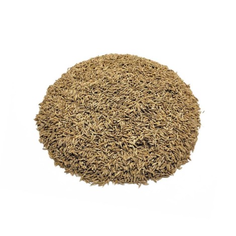 Cumin seeds (Cuminum cyminum)
