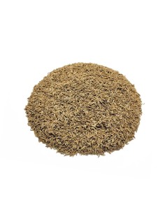 Cumino, semi (Cuminum cyminum)