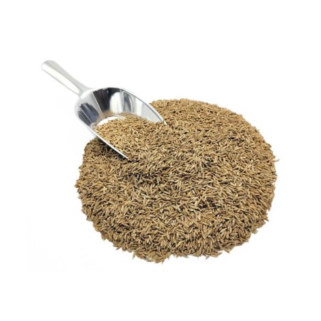 Cumin seeds (Cuminum cyminum)