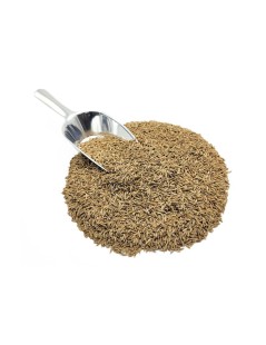 Kreuzkümmel (Cuminum cyminum)