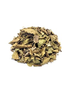 Guava foglie (Psidium guajava Linné)