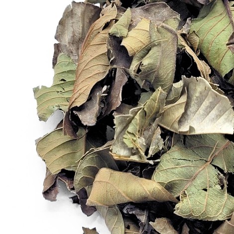 Guaven Blätter Tee (Psidium guajava Linné)