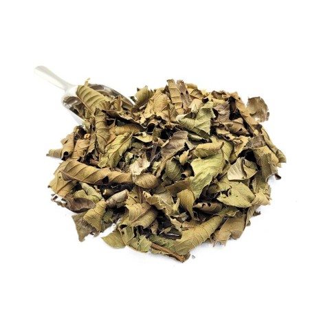 Goyave Feuilles (Psidium guajava Linné)