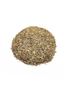 Eyebright / Eyewort, Plant (Euphrasia officinalis)