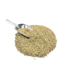 Fennel Seeds (Foeniculum vulgare)