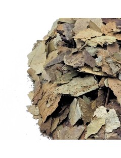 Corossol feuilles (Annona muricata)