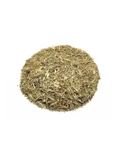 Ajenjos, Planta (Artemisia absinthium L.).