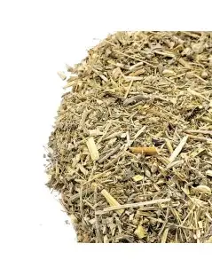 Ajenjos, Planta (Artemisia absinthium L.).