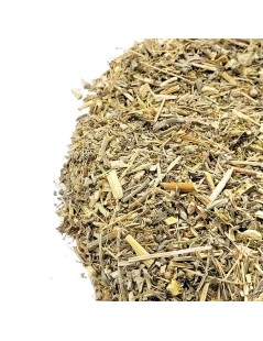 Losna Wermut Tee (Artemisia absinthium L.)