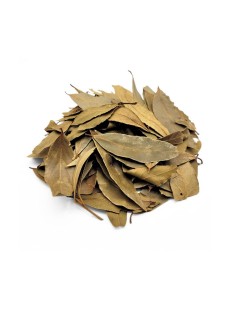 Alloro, Foglie (Laurus nobilis)
