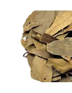 Bay leaf (Laurus nobilis)
