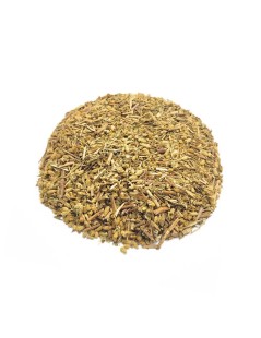 Milefólio, Planta (Achillea millefollium)