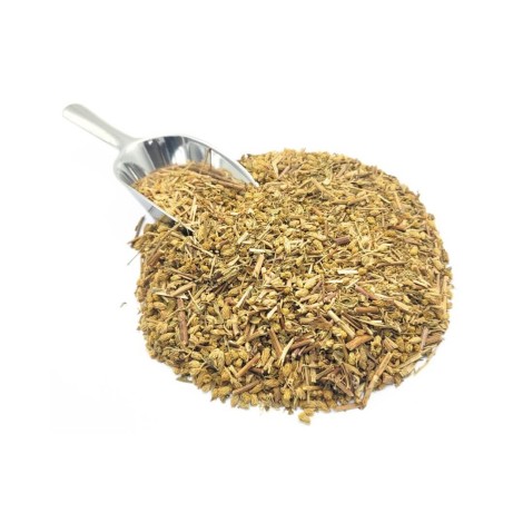 Achillée Millefeuille, Plante (Achillea millefollium)