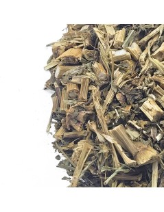 Picão Preto, Planta (Bidens pilosa L.)