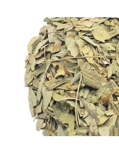 Séné Feuilles (Cassia angustifolia)