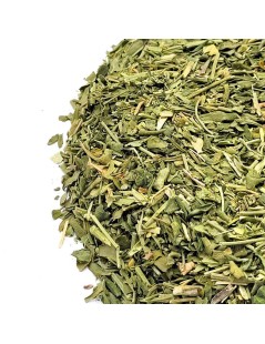 Rue, Plante (Ruta graveolens L.)