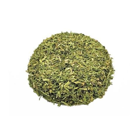 Arruda, Planta (Ruta graveolens L.)