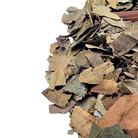 Abacateiro, Folhas (Persea Americana)